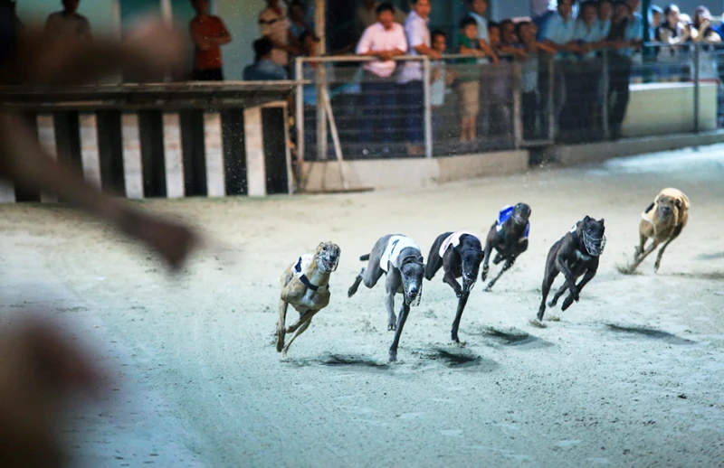 Dog Racing Betting 9SAPP